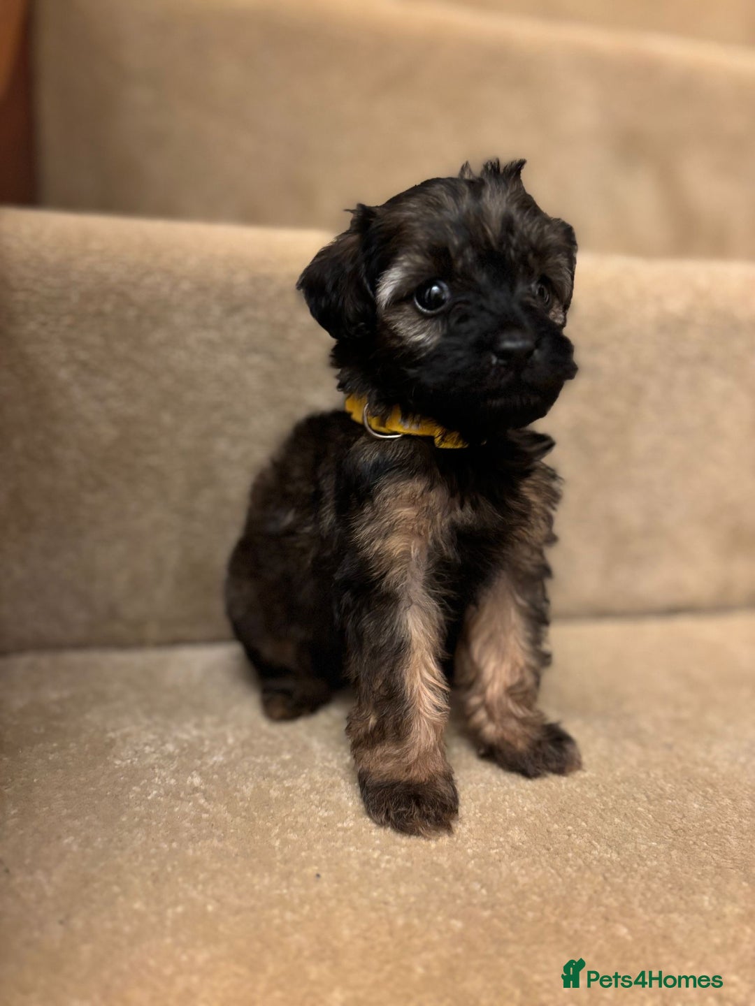 Cavapoo dogs for sale: F1A Cavapoos - Advert 28