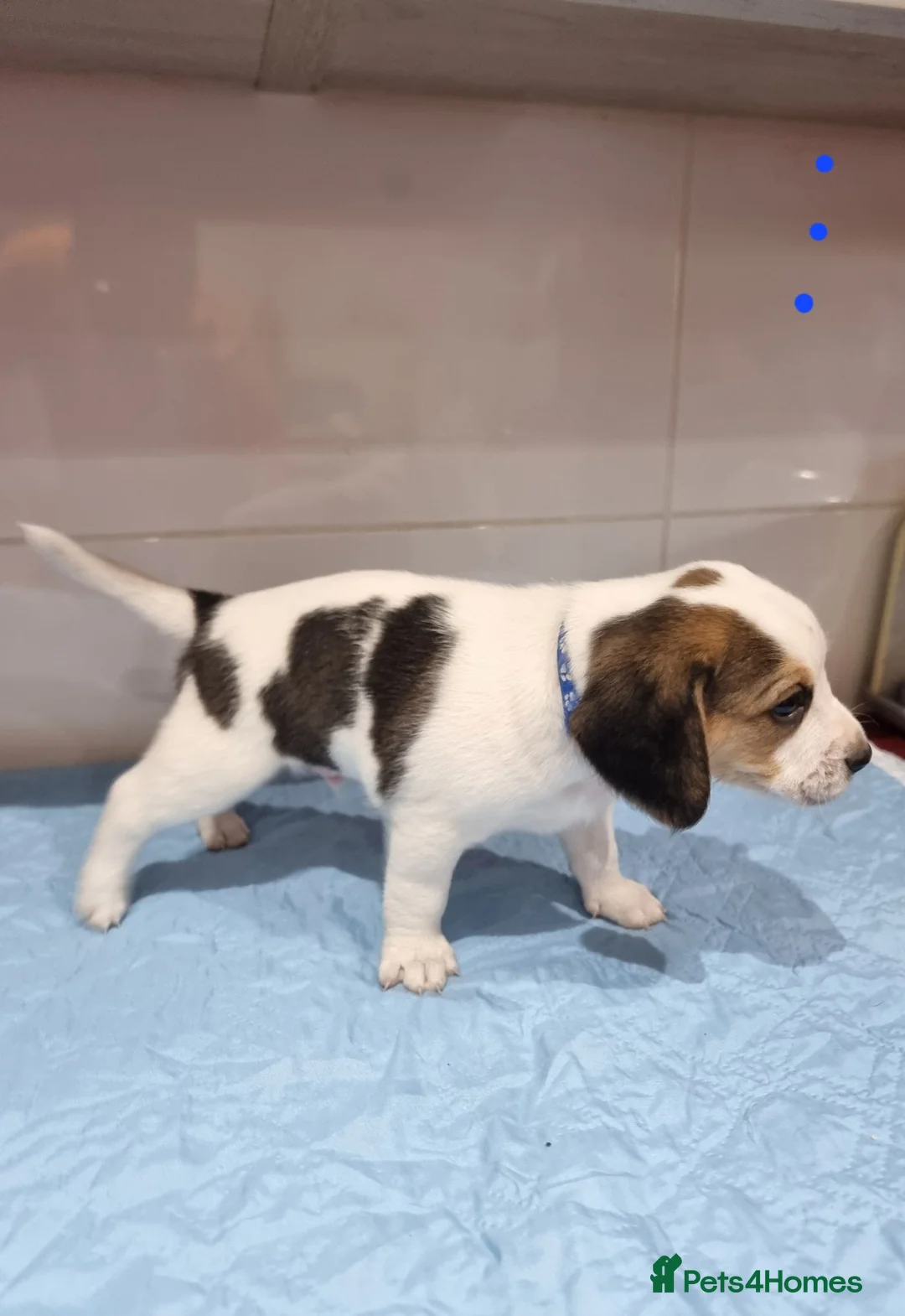 Beagle dogs for sale: Beagle  - Advert 2