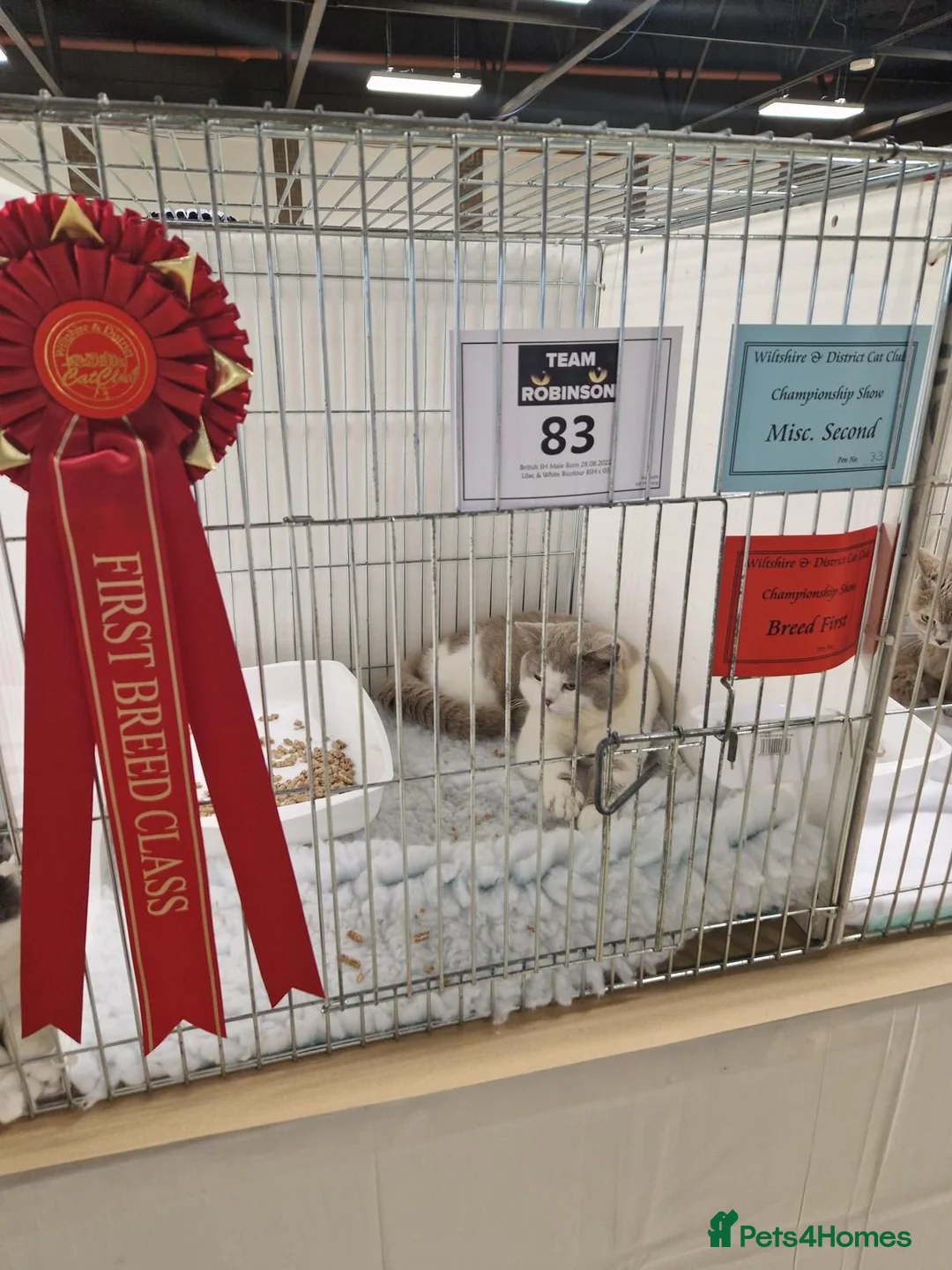 British Shorthair cats for stud: 2 BSH FOR STUD CH LILAC BI COLOUR AND BLUE POINT  - Advert 7