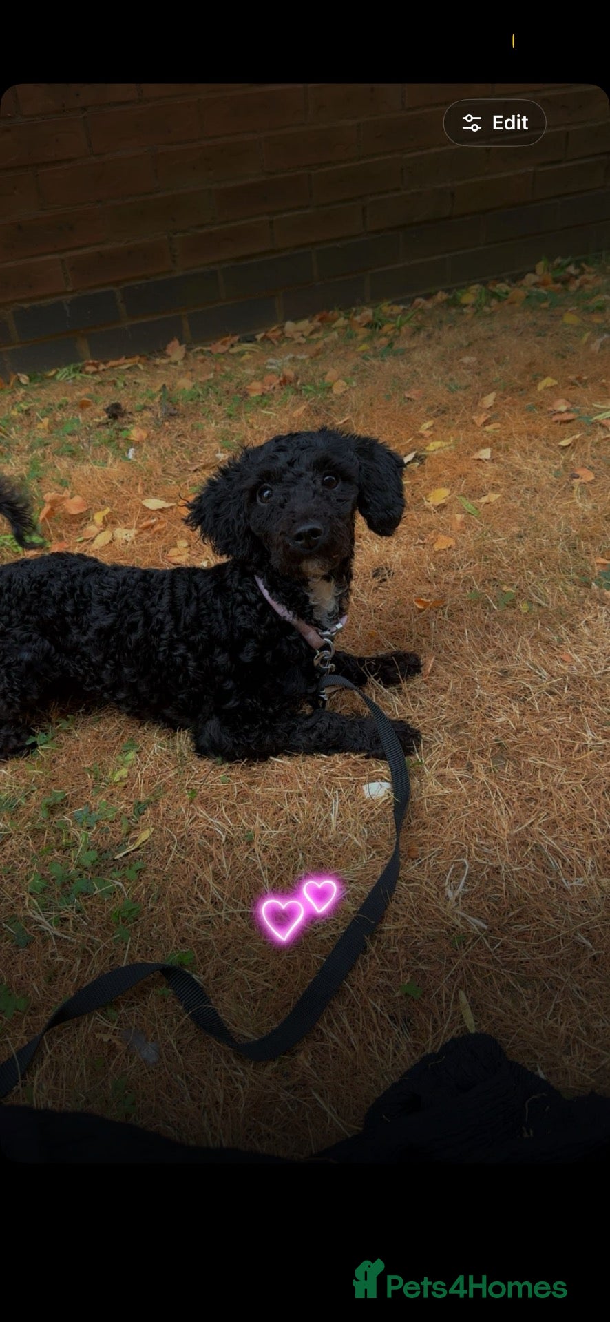 Cavapoochon dogs Misty - Advert 5