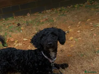 Cavapoochon dogs Misty - Advert 5