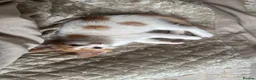 Mixed Breed cats for sale: ginger kittens  - Advert 9