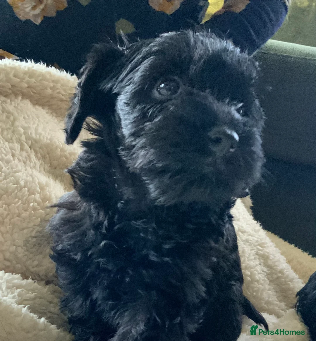 Schnoodle dogs for sale: Stunning miniature Schnoodle puppies - Advert 14