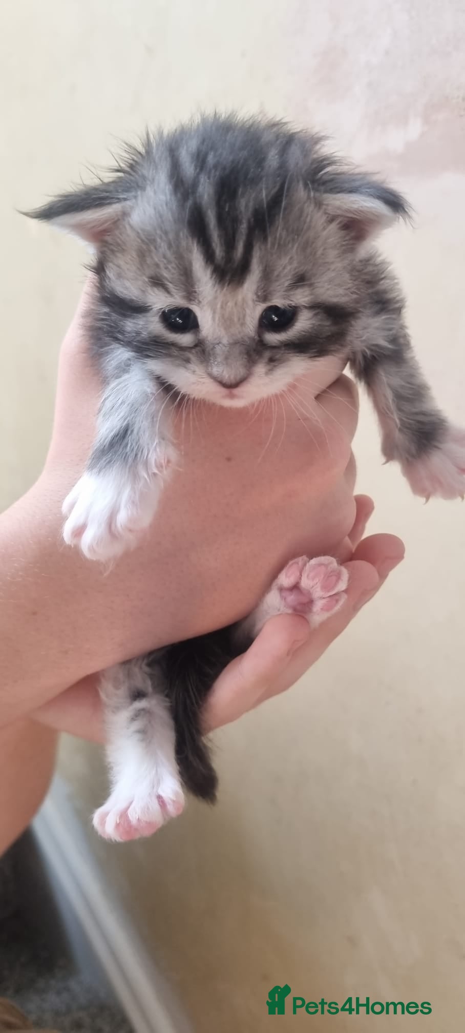 Maine Coon cats for sale: Tica Registered, Russian Line Maine Coon Kittens - Advert 9