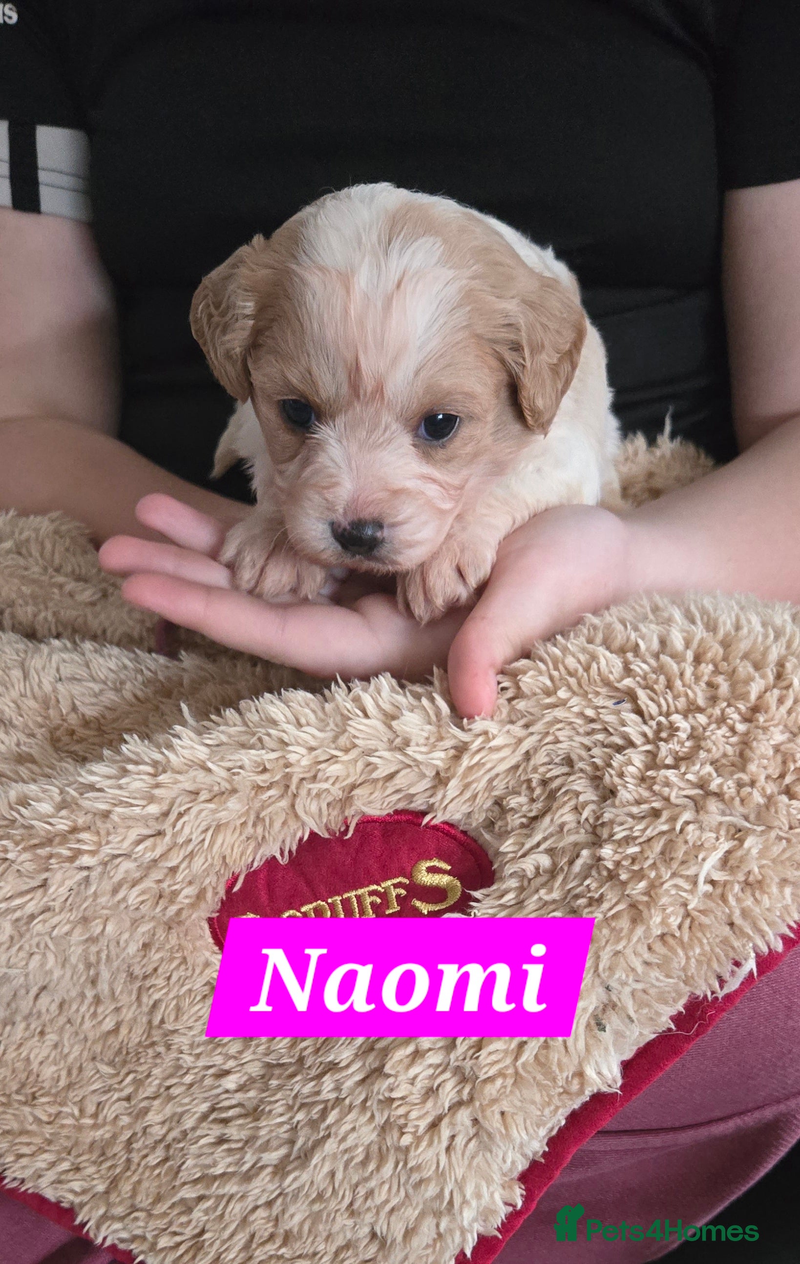 Cavachon dogs Cute cavachons - Advert 2