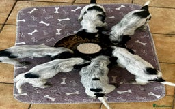 Cocker Spaniel dogs for sale: Ready Now - KC reg Blue Roan Show Cocker Spaniels in Selby - Image 4