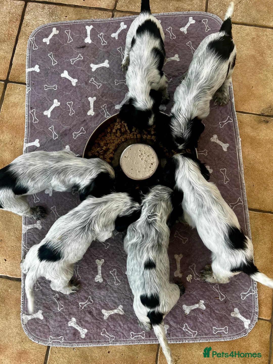 Cocker Spaniel dogs for sale: Ready Now - KC reg Blue Roan Show Cocker Spaniels in Selby - Image 4