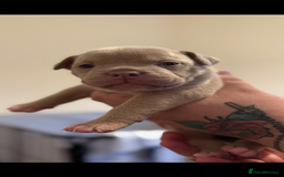 Mixed Breed dogs for sale: Stunning English bulldog mix pocket bully  - Image 6