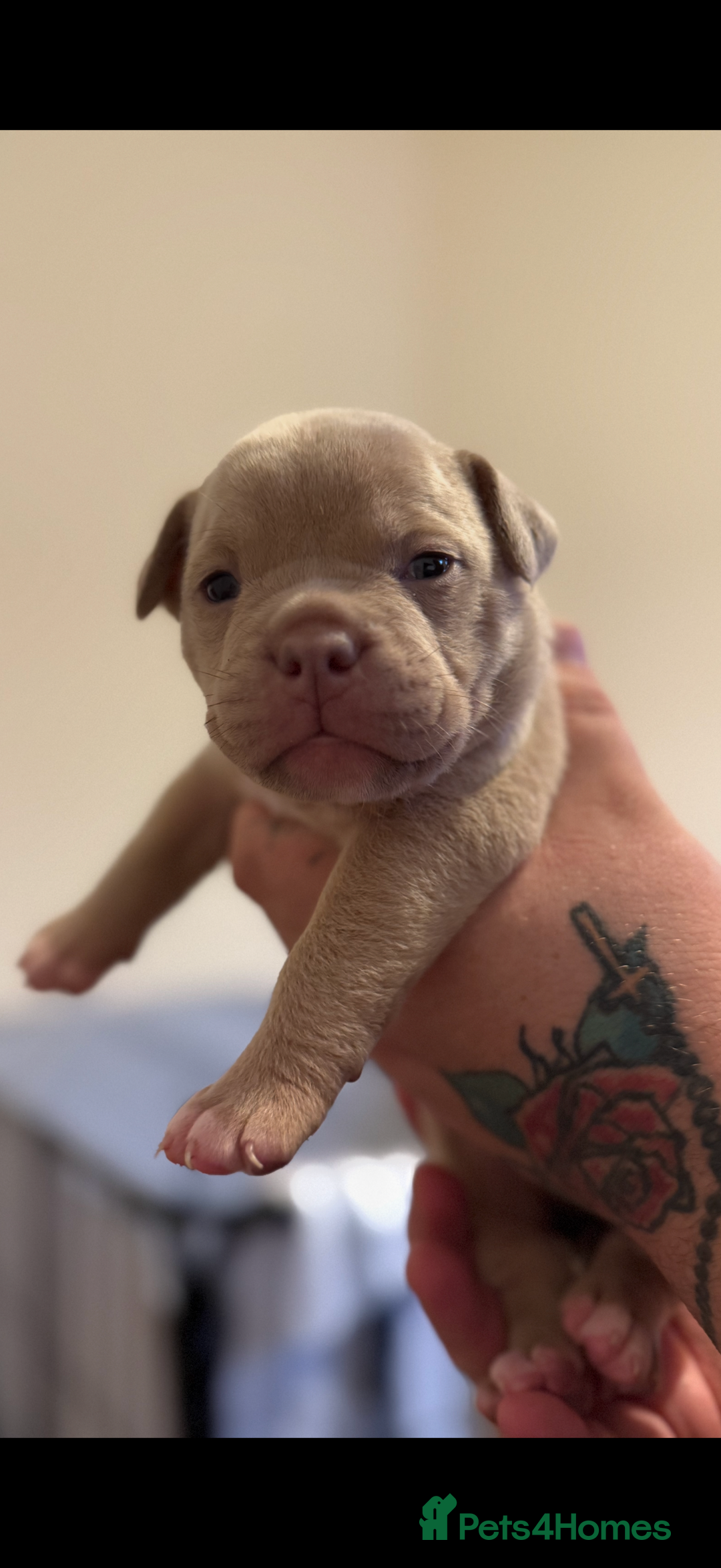 Mixed Breed dogs for sale: Stunning English bulldog mix pocket bully  - Image 6