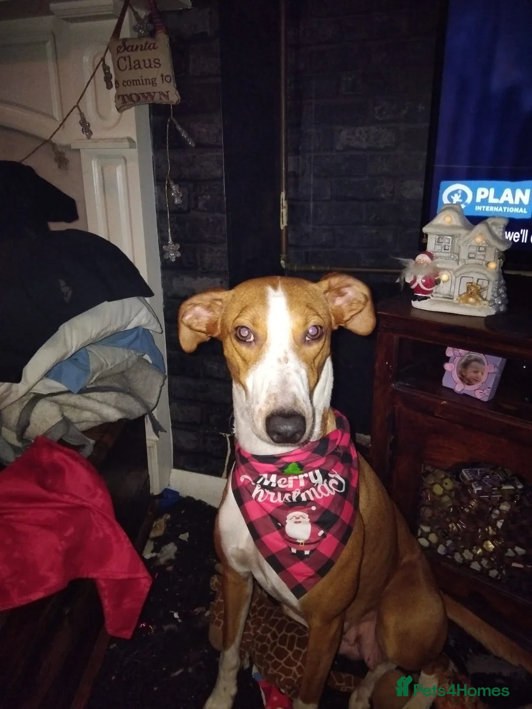 Mixed Breed dogs for sale: Three beautiful deerhound x greyhound  - Advert 13