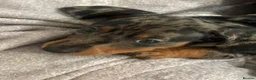 Dachshund dogs for sale: Daucshaund Puppies  - Advert 21