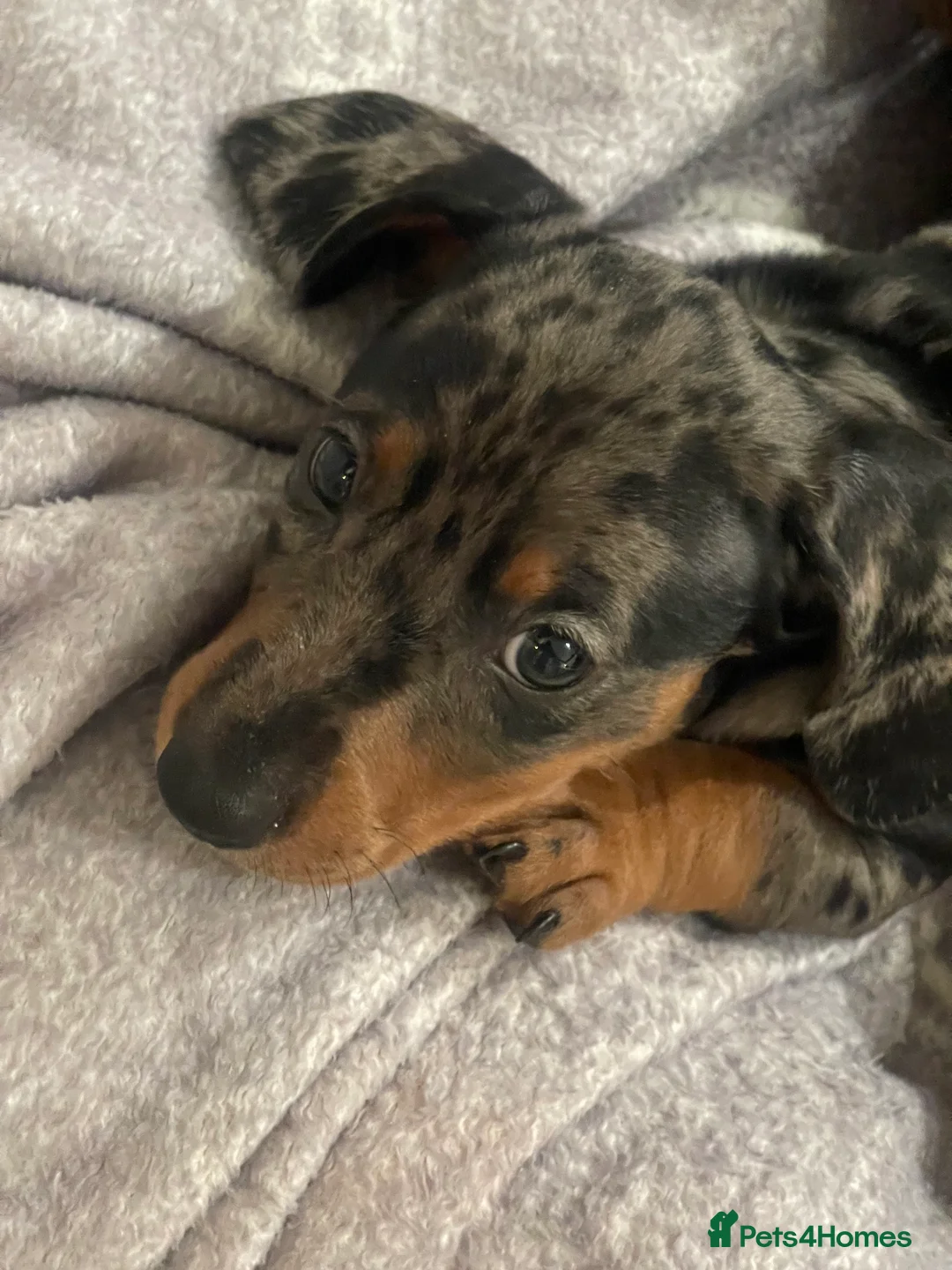 Dachshund dogs for sale: Daucshaund Puppies  - Advert 21