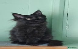 Maine Coon cats for sale: Pure Maine Coon Kittens Looking For A New Home  - Image 14