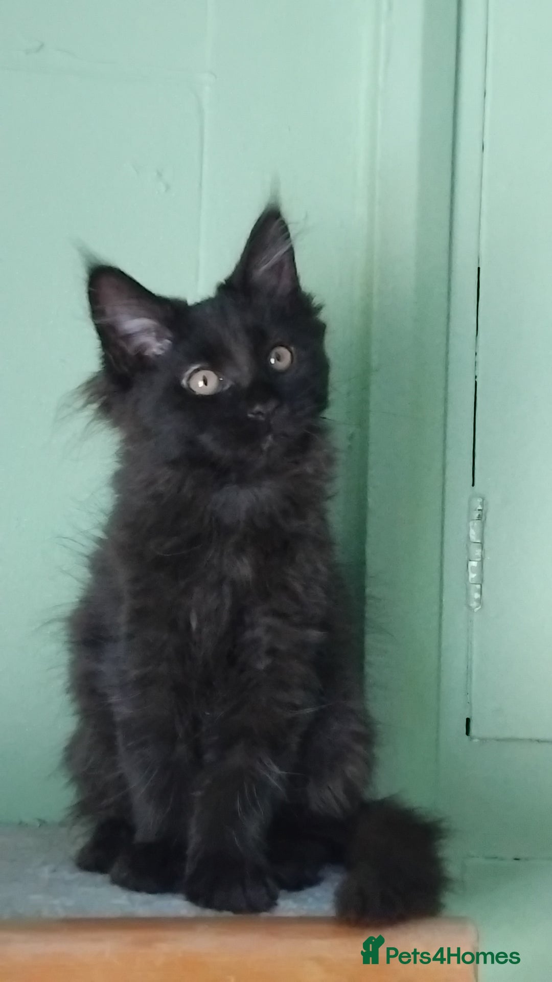 Maine Coon cats for sale: Pure Maine Coon Kittens Looking For A New Home  - Image 14