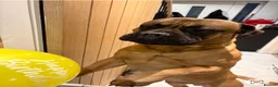 Bullmastiff dogs for sale: 2 Year Old Bullmastiff in Rotherham - Advert 2