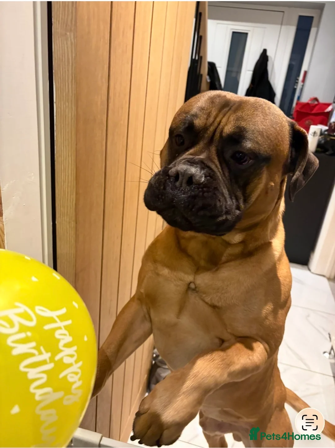 Bullmastiff dogs for sale: 2 Year Old Bullmastiff in Rotherham - Advert 2
