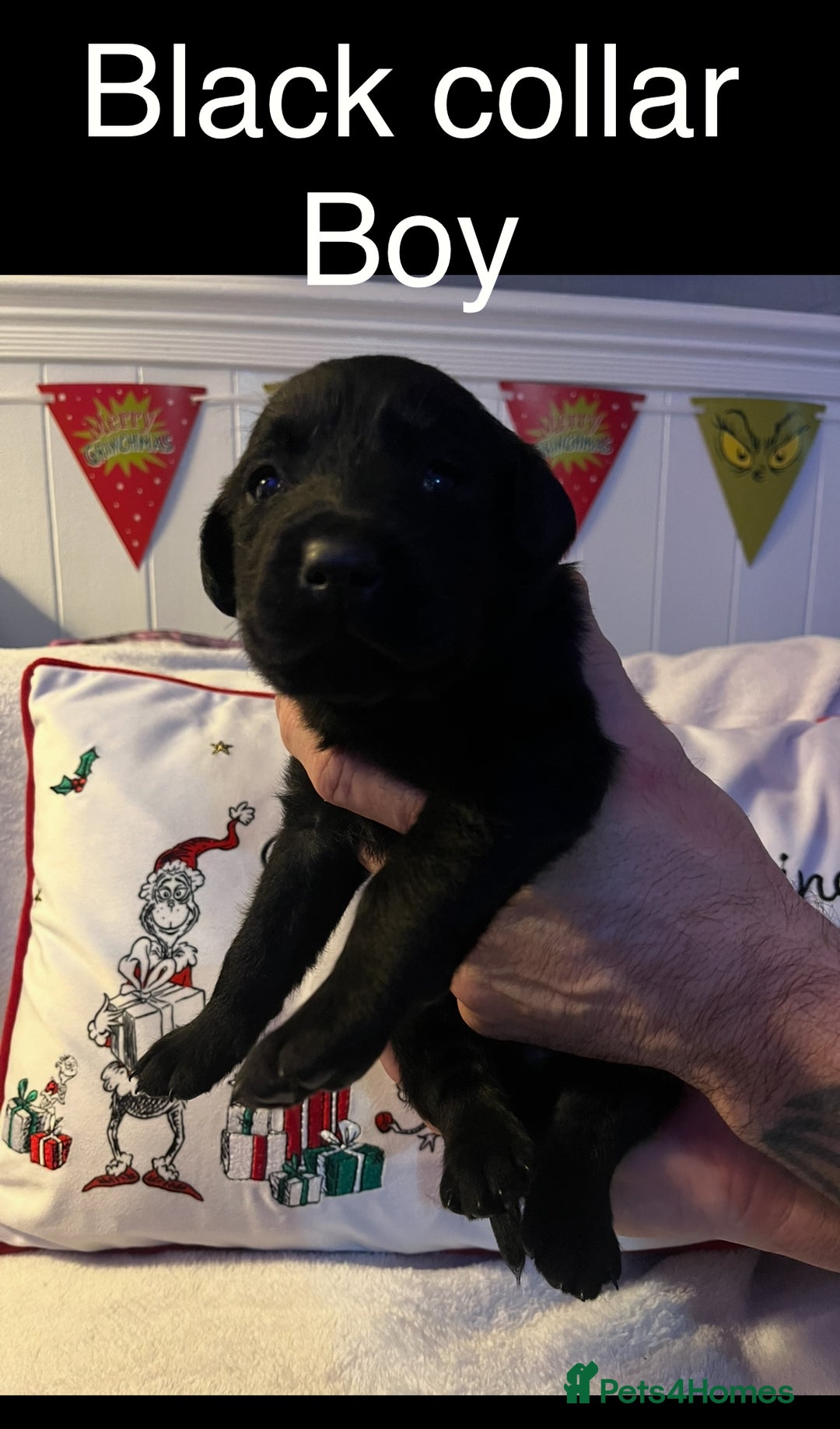 Labrador Retriever dogs for sale: 3 beautiful black Labrador retrievers - Advert 4