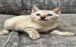 Bengal cats for sale: Snow and Brown boy TICA bengal kittens  - Image 35