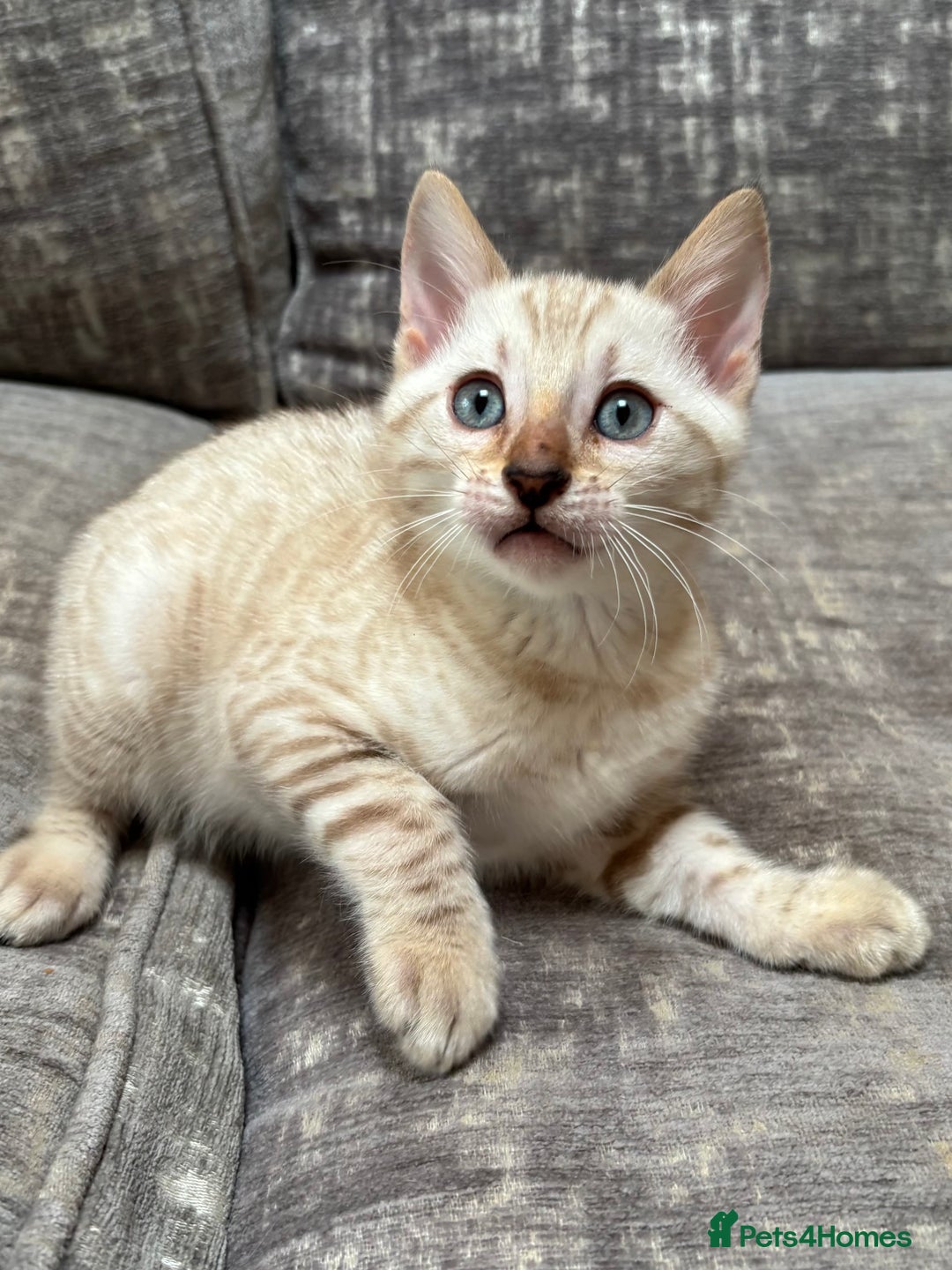 Bengal cats for sale: Snow and Brown boy TICA bengal kittens  - Image 35