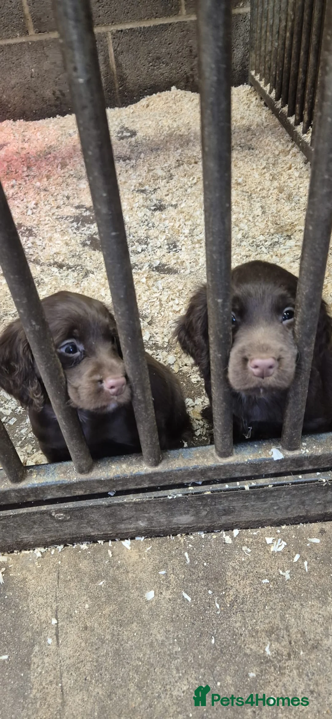 Cocker Spaniel dogs for sale: Stunning FTC Kc registered, Cocker spaniel puppies - Advert 10