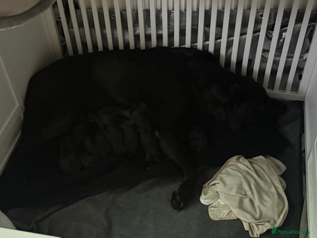 Labrador Retriever dogs for sale: Labrador  - Image 12