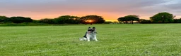 German Shepherd dogs for sale: Xena  - Advert 15