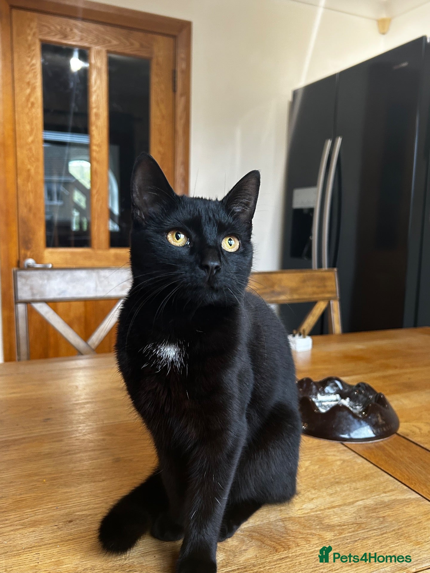 Mixed Breed cats 9 month old female kitten for sale! - Advert 4