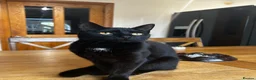 Mixed Breed cats for sale: 9 month old female kitten for sale! in Holmfirth - Advert 1