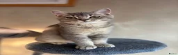 British Shorthair cats for sale: Ready to go!!! - Advert 3