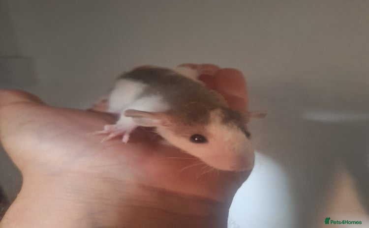 Rat rodents - Advert 1