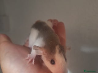 Rat rodents - Advert 10