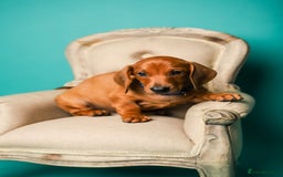 Dachshund dogs for sale: Standard smooth dachshunds males  - Image 9