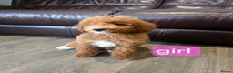 Labradoodle dogs for sale: Adorable F1B Miniature Labradoodle Pups 🐾🩷 - Advert 16