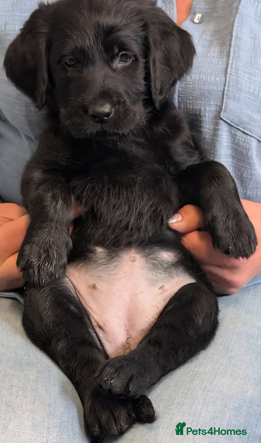 Labradoodle dogs for sale: Adorable Labradoodle puppies - Advert 22