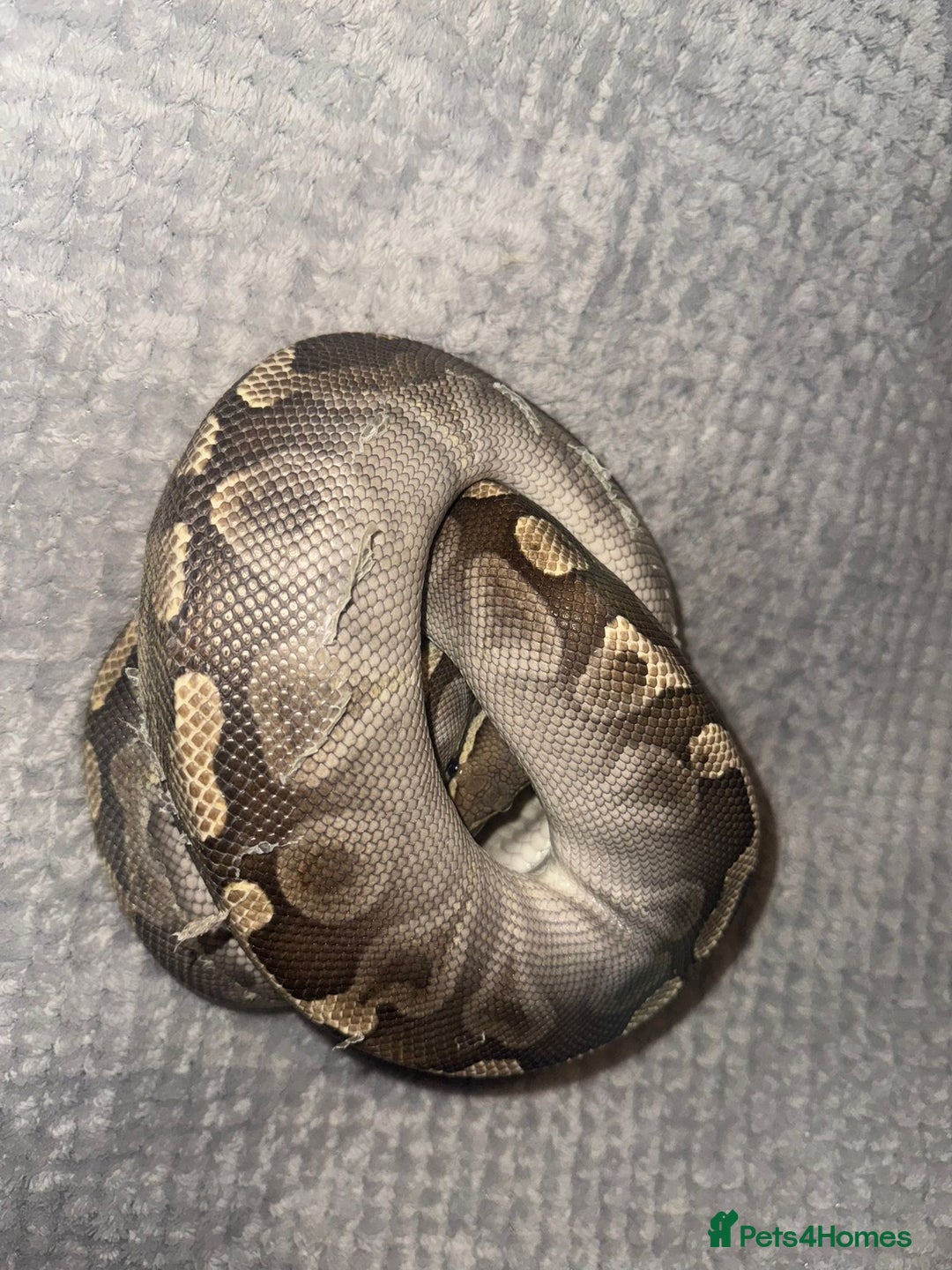 Python Snake reptiles for sale: 11x royal pythons  - Advert 5
