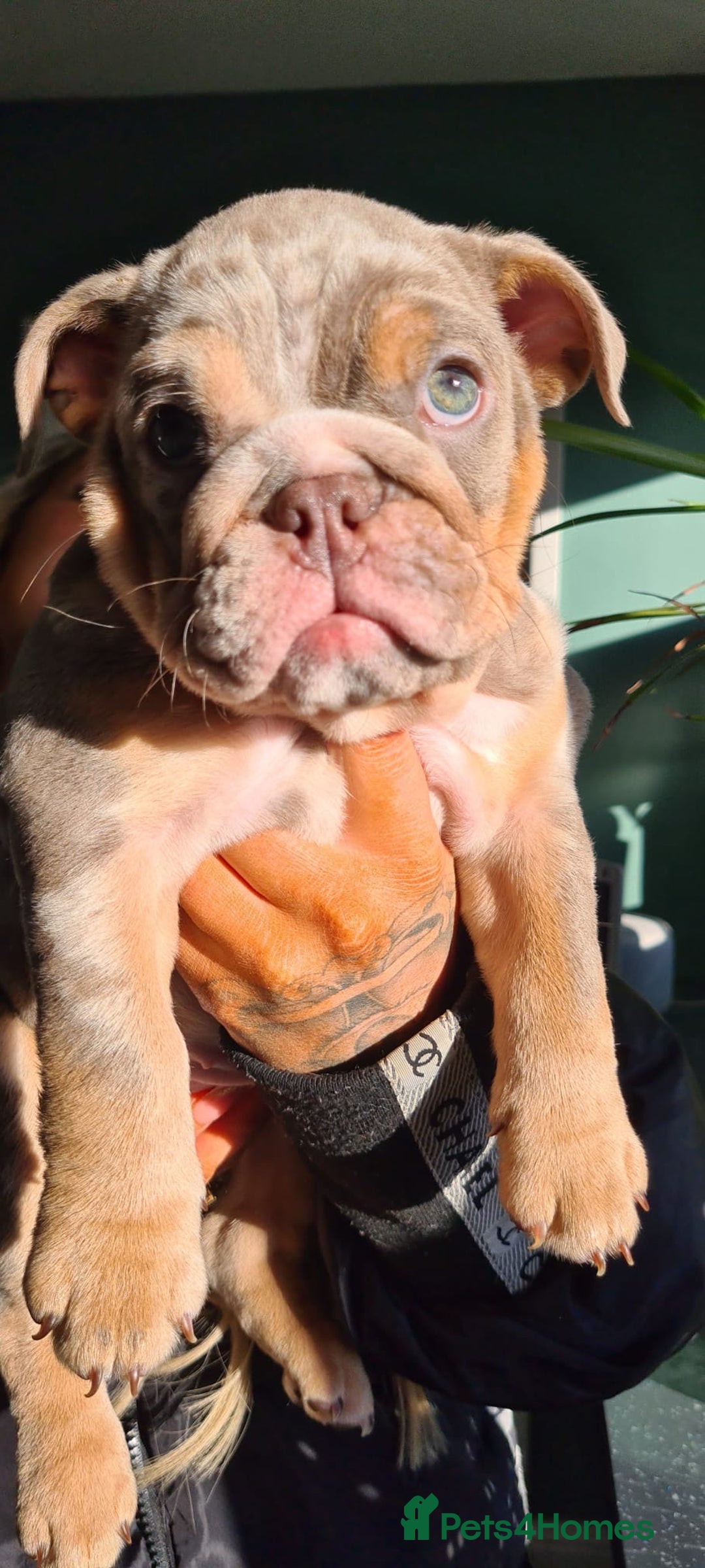 English Bulldog dogs for sale: ✨ lilac Tan & Merle Female bulldog. – Available ✨ - Advert 6