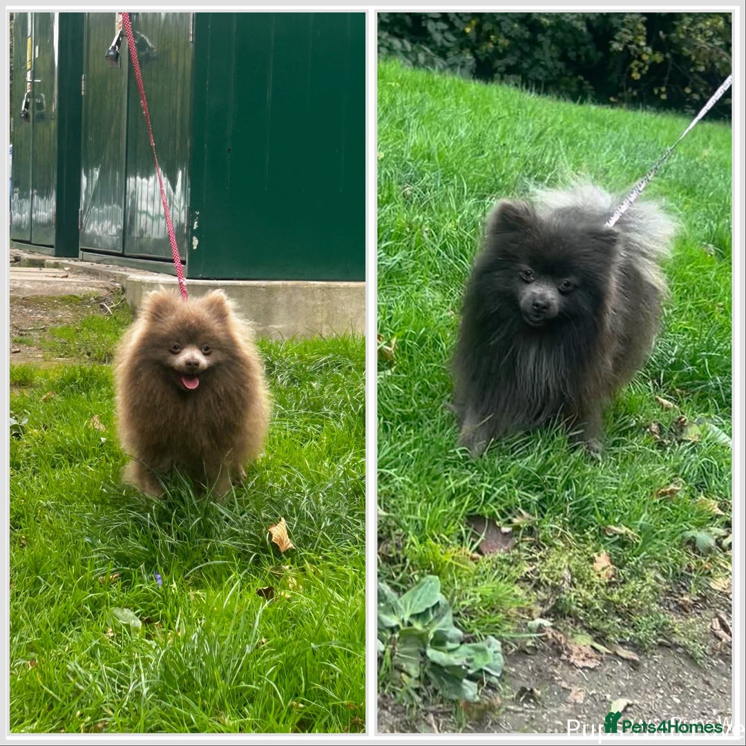 Pomeranian dogs for stud: 💜Handsome Lilac&Blue Pomeranian Brothers! 💙 - Image 1