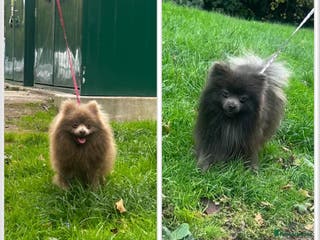 Pomeranian dogs 💜Handsome Lilac&Blue Pomeranian Brothers! 💙 - Advert 19