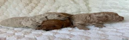Mixed Breed dogs for sale: 🌟 MALTIPOO X COCKAPOO PUPPIES 🌟  - Advert 7