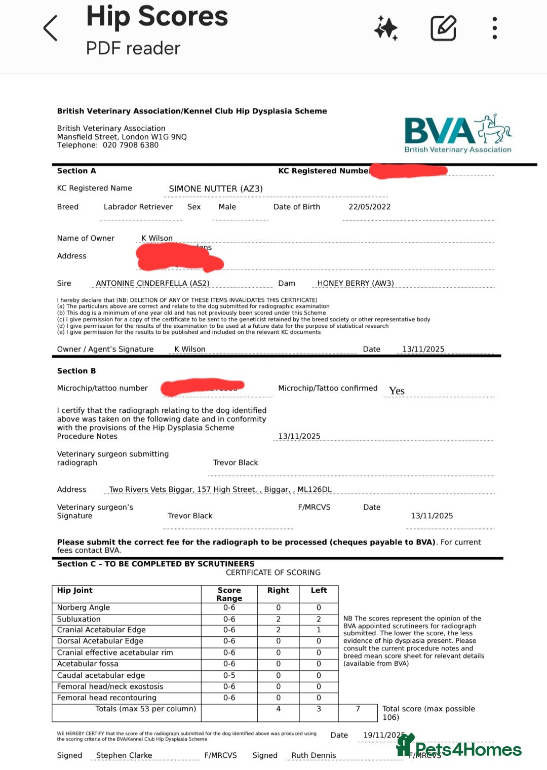 Labrador Retriever dogs for stud: Yellow dog for stud - Advert 6