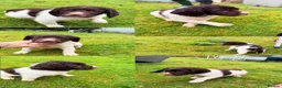 English Springer Spaniel dogs for sale: Matthew brady in Dalwhinnie - Advert 2