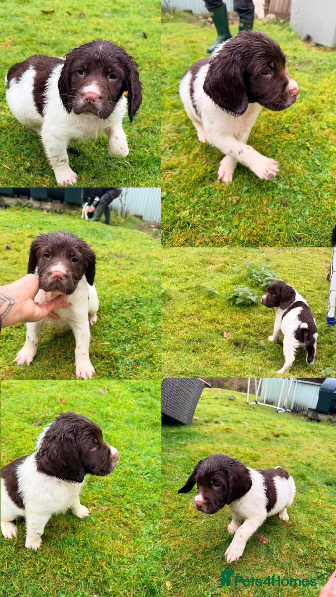 English Springer Spaniel dogs for sale: Matthew brady in Dalwhinnie - Advert 2