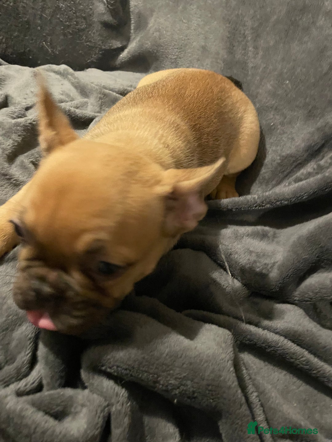 French Bulldog dogs for sale: Pedigree  French bulldogs ready to leave  - Image 13