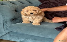 Cockapoo dogs for sale: Stunning ** F2 cockapoo - Image 3