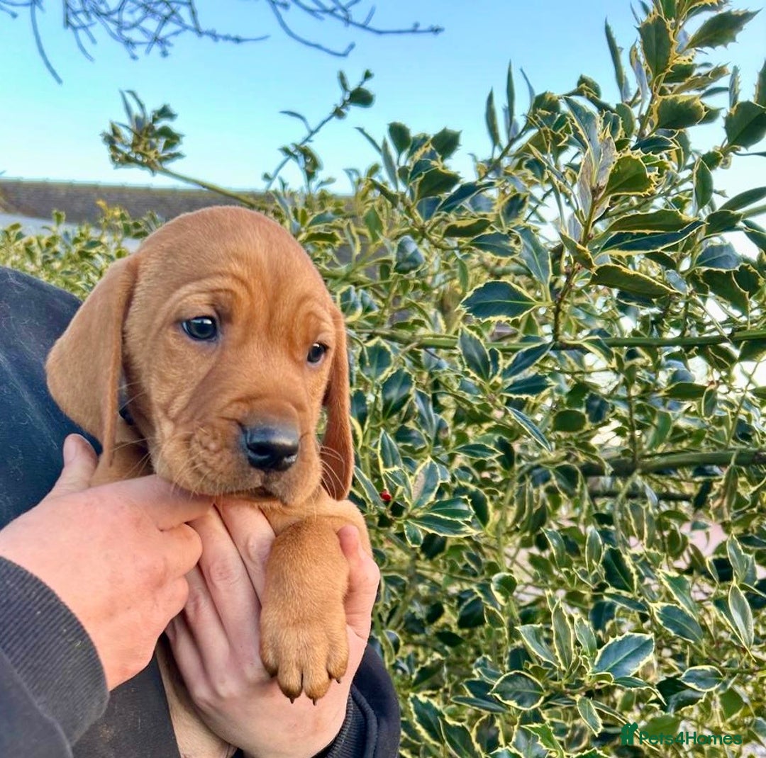 Mixed Breed dogs for sale: Stunning quality Vizslador puppies  - Advert 12