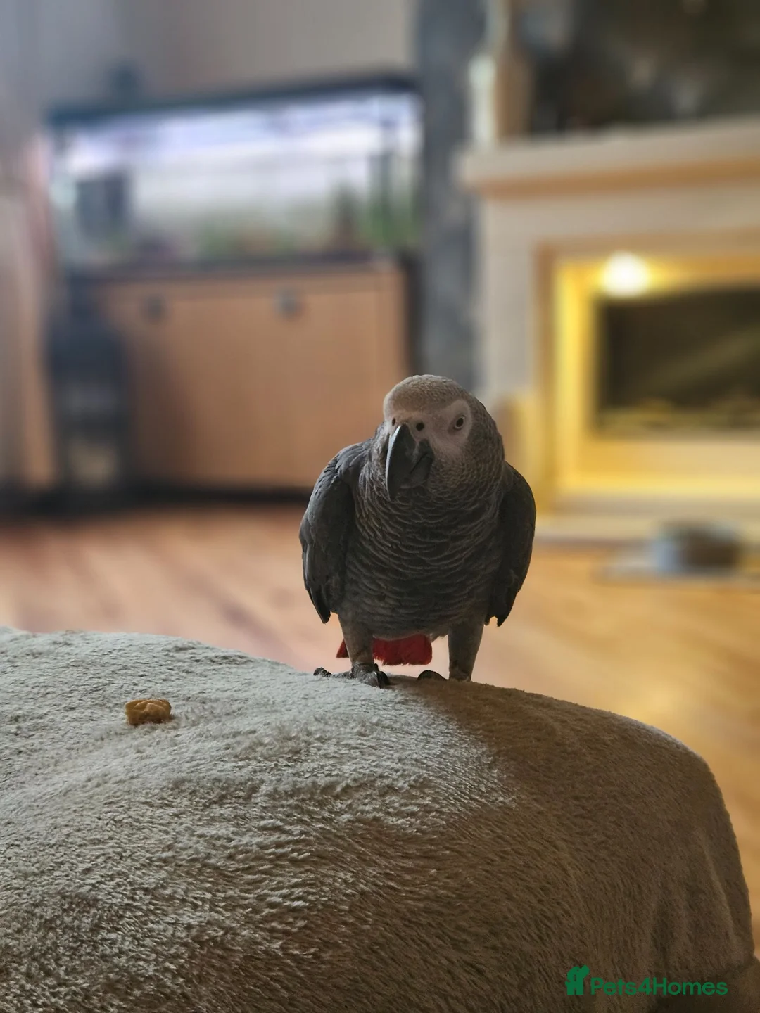 Parrots birds for sale: African grey  in Burnley - Advert 2