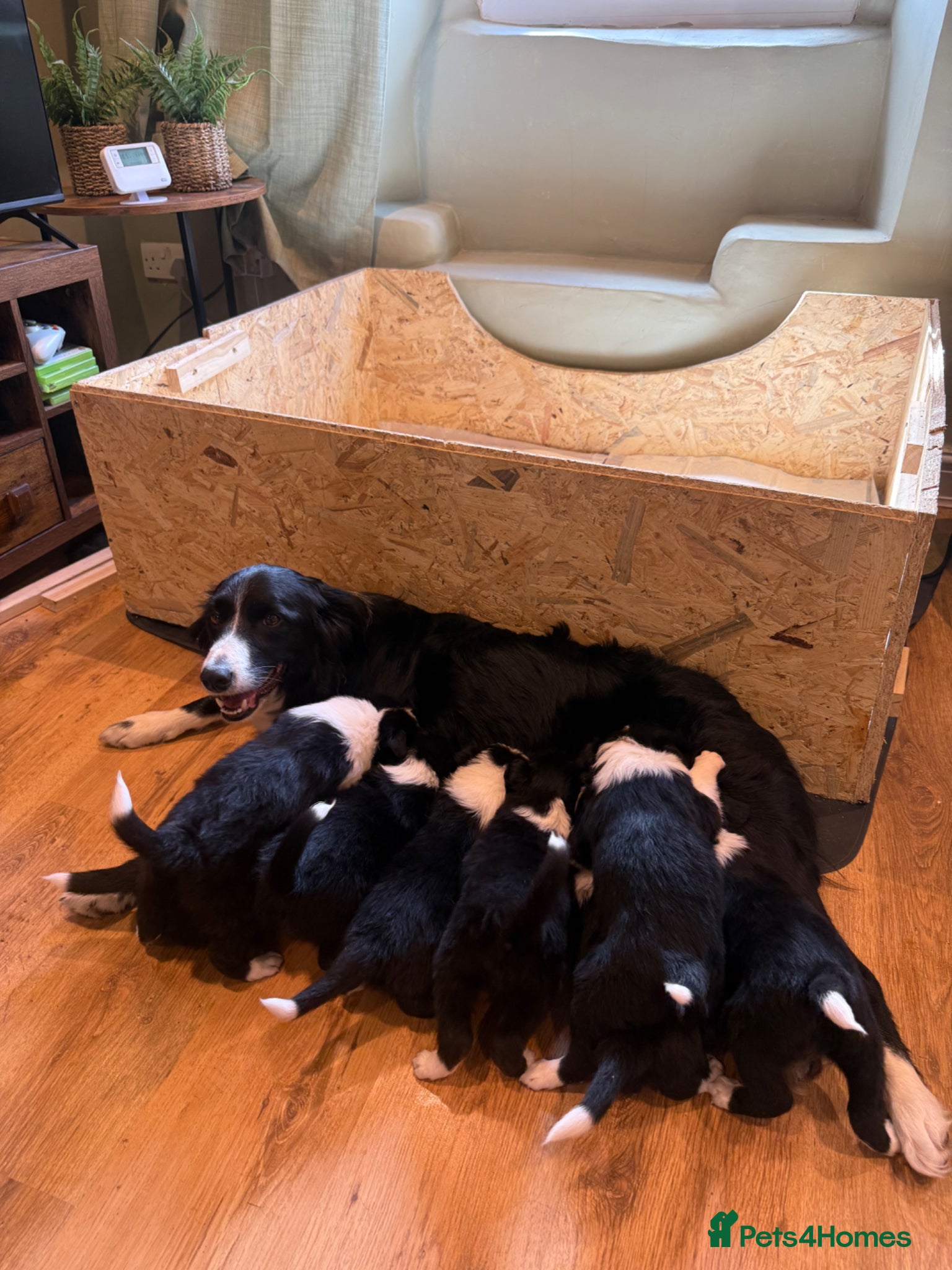 Border Collie dogs for sale: Border Collie Puppies Ready Now in Carnforth - Advert 7