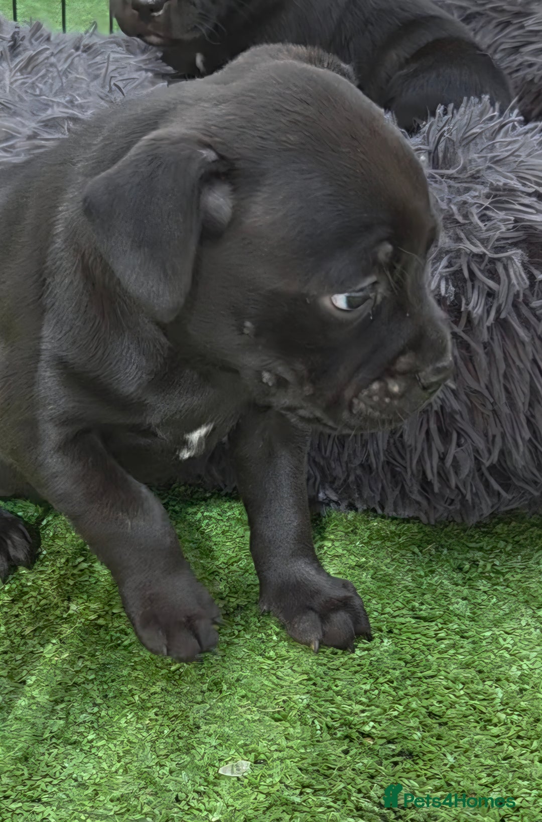 Staffordshire Bull Terrier dogs for sale: Kc registered Staffords  - Image 8
