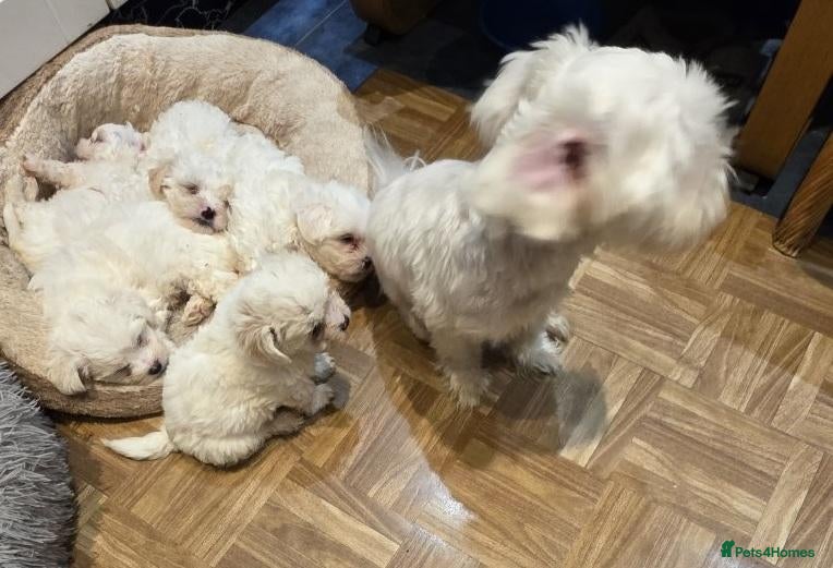 Bichon Frise dogs Cloud-Soft Paws and a Personality Full of Sunshine - Advert 2