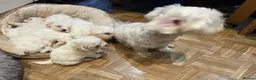 Bichon Frise dogs for sale: Cloud-Soft Paws and a Personality Full of Sunshine - Advert 1